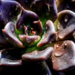 echeveria black prince