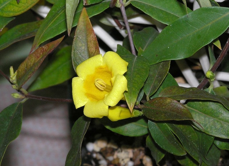 Gelsemium sempervirens