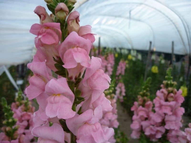 growing snapdragons