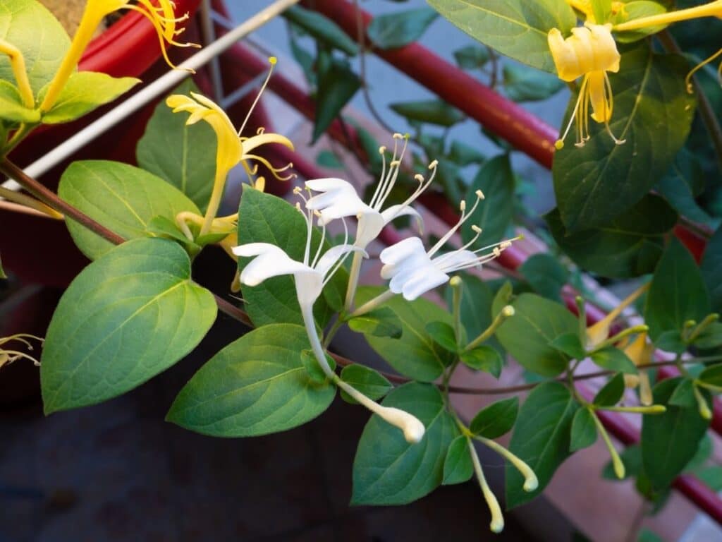 honeysuckle vine