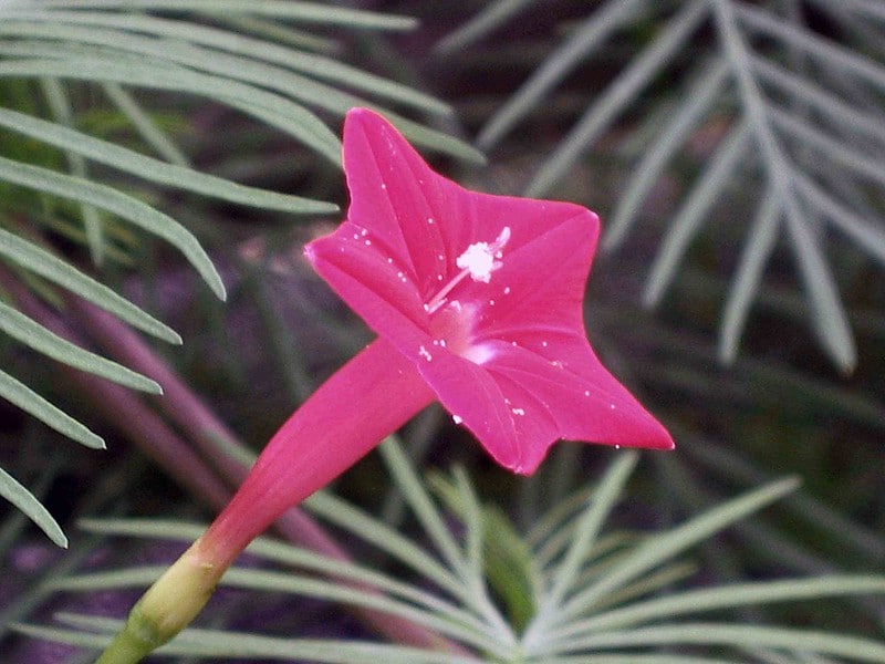 Ipomoea quamoclit