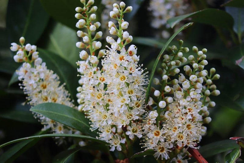 prunus laurocerasus