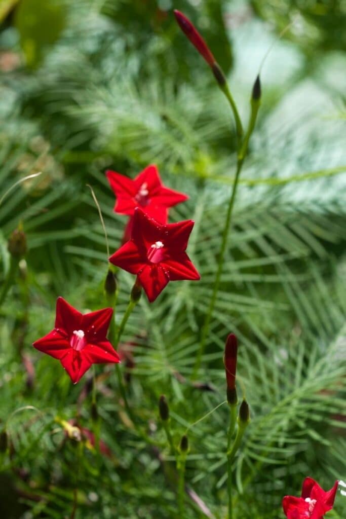 red cypress vine