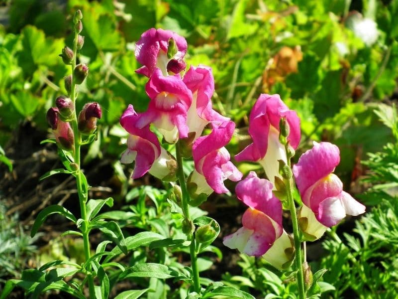 snapdragon care