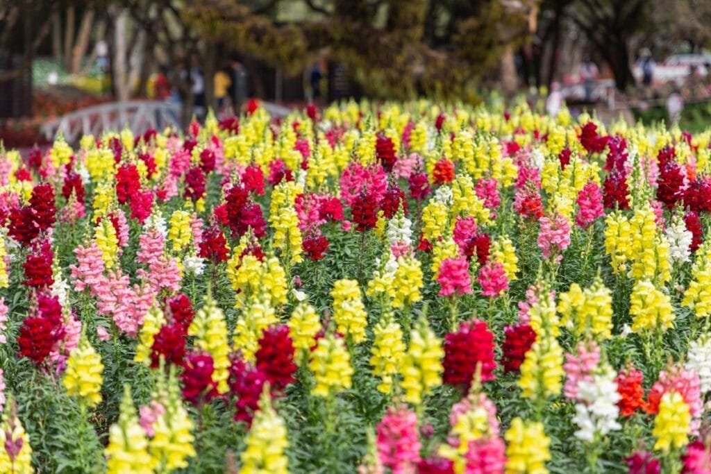 snapdragon flowers