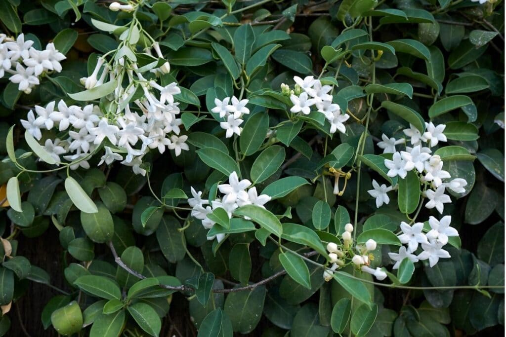 Madagascar Jasmine Stephanotis Floribunda Vine Rare Fragrant Flower Seed 5 SEEDS - Plants
