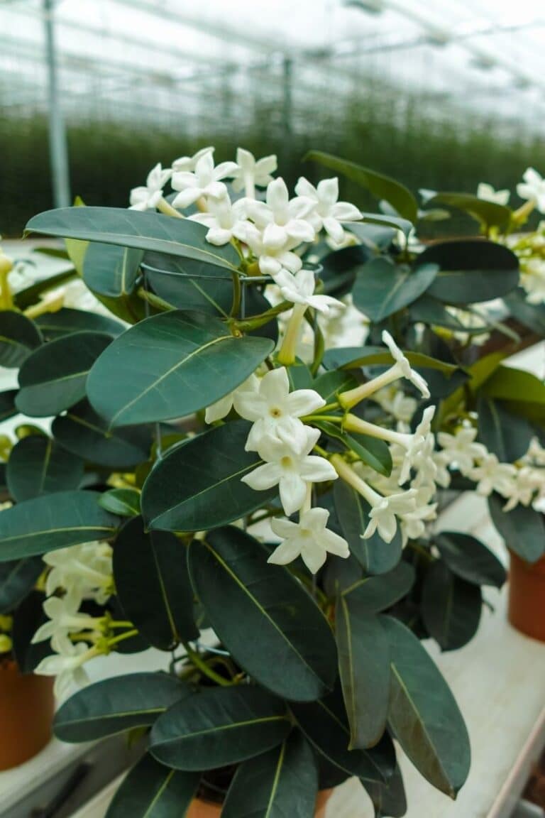 How To Grow and Care for Madagascar Jasmine (Stephanotis floribunda