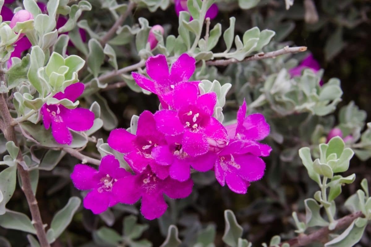 Texas Sage Plant (Leucophyllum Frutescens): Grow And Care, 55% OFF