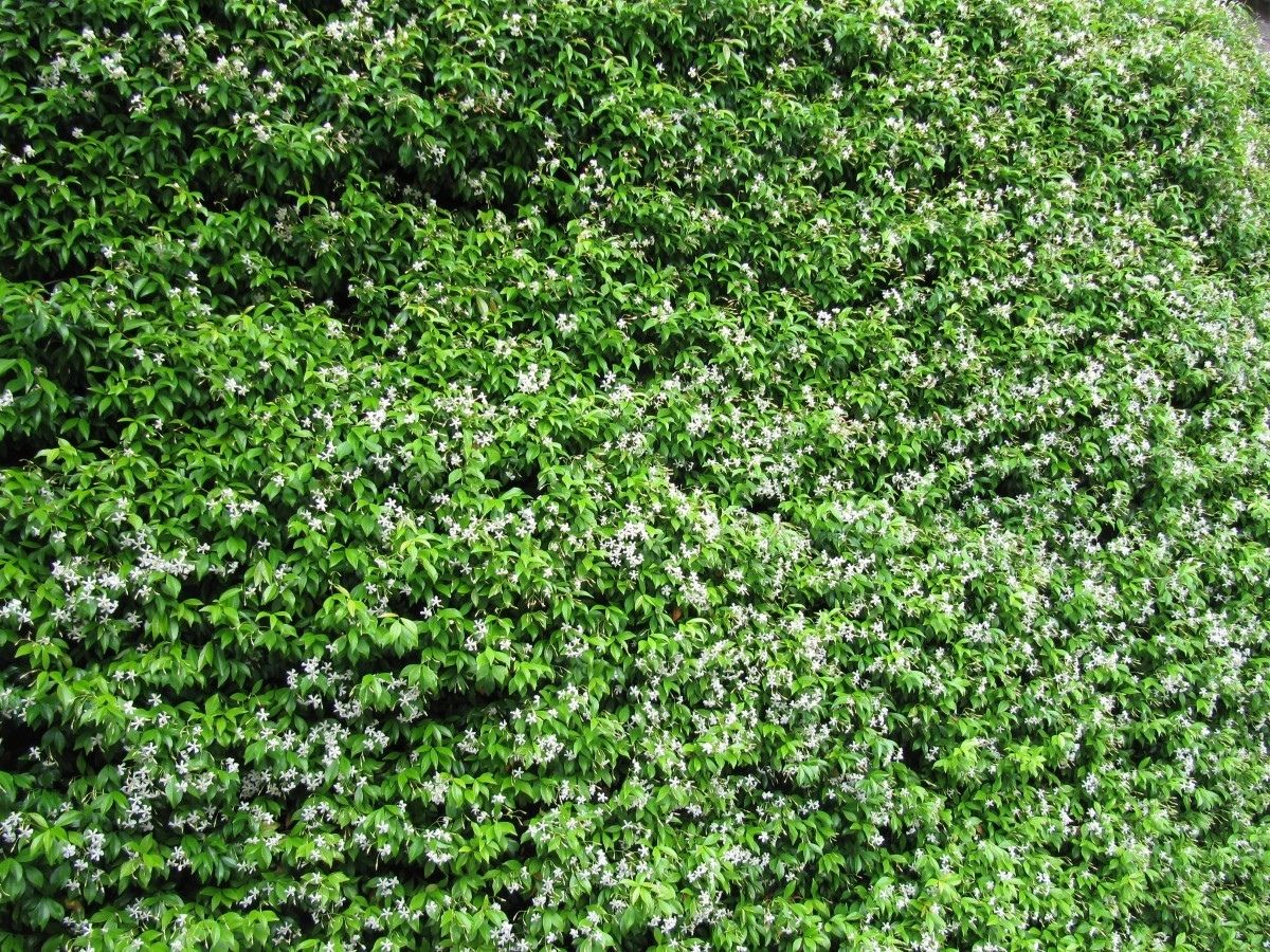 asian jasmine ground cover