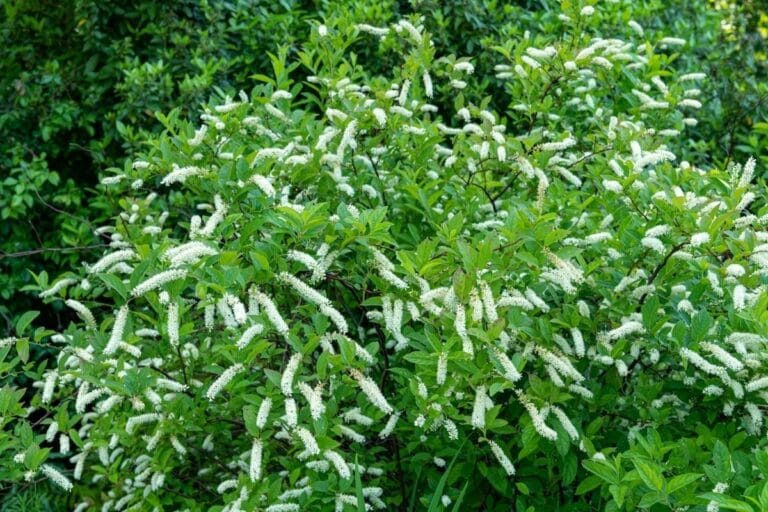 Virginia Sweetspire (Itea virginica) Types, Grow and Care Tips