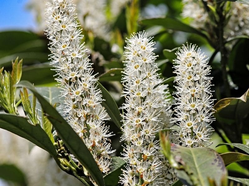 white cherry laurel