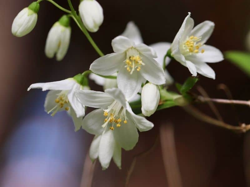 white deutzia flower