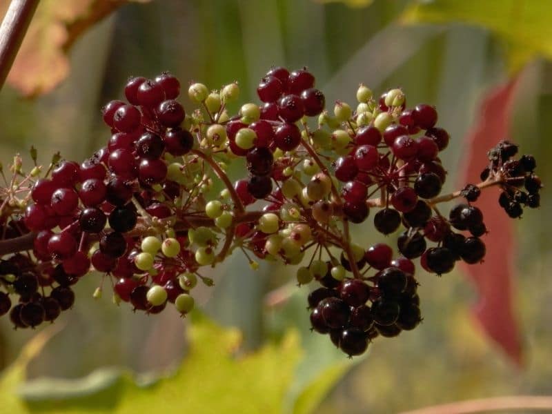 american spikenard