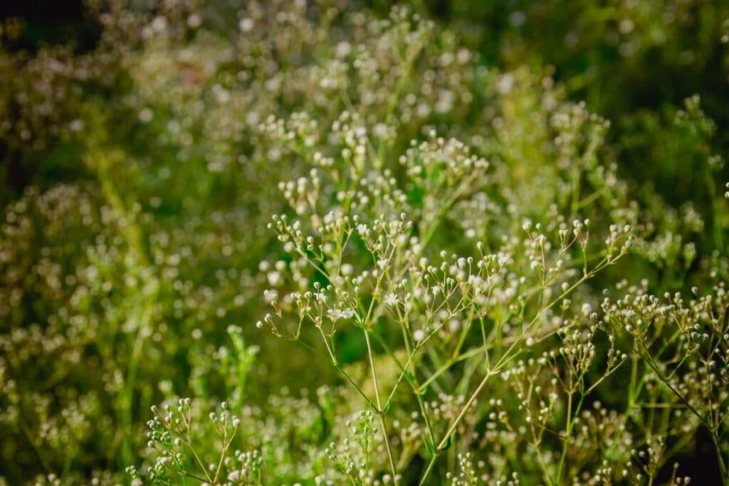 baby's breath plant