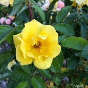 Yellow Roses Meaning, Symbolism and Varieties to Grow | Florgeous