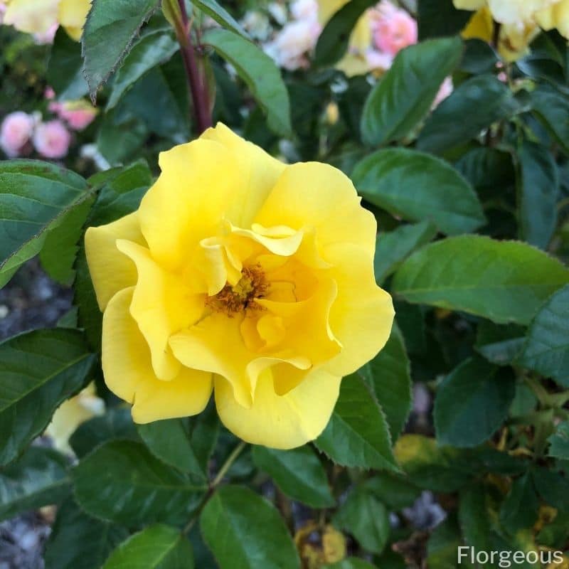 ярко-желтая роза