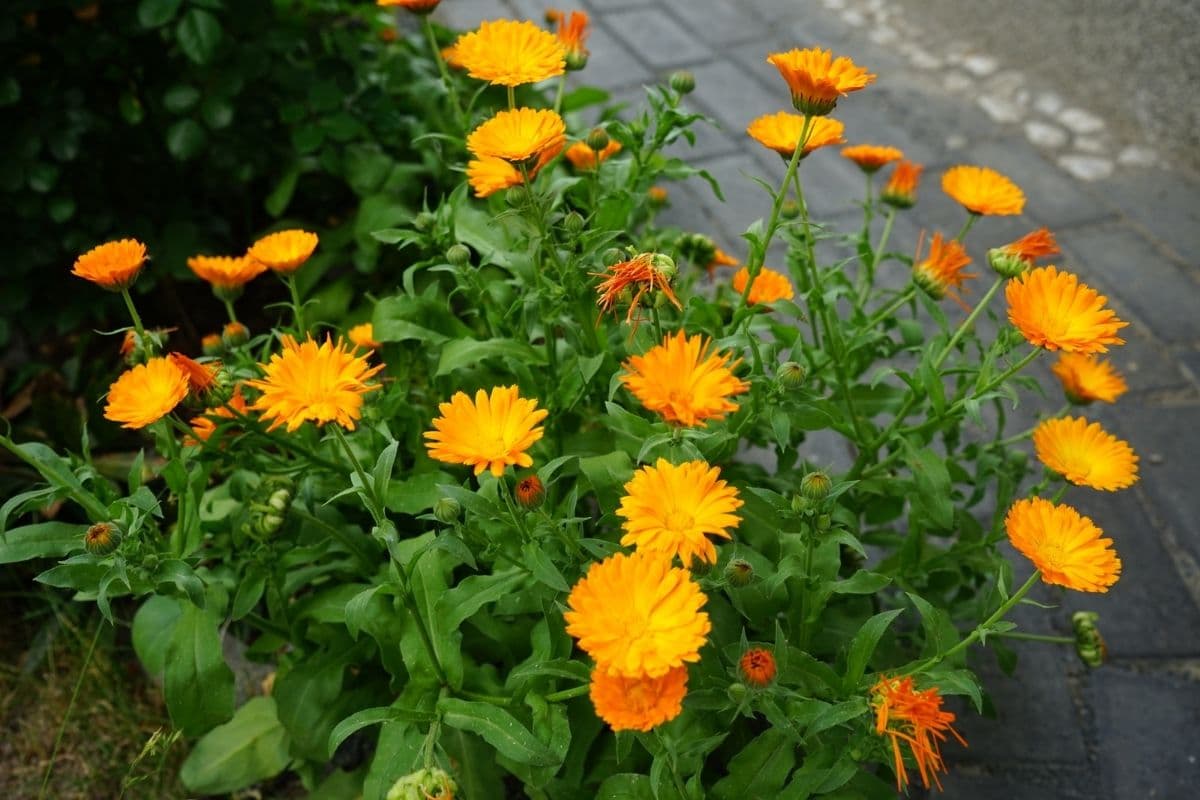 Articoli per il giardino e l'arredamento di esterni 1000 semi-BELLISSIMI  FIORI Comuni o Pot Marigold-Calendula officinalis IN4608095