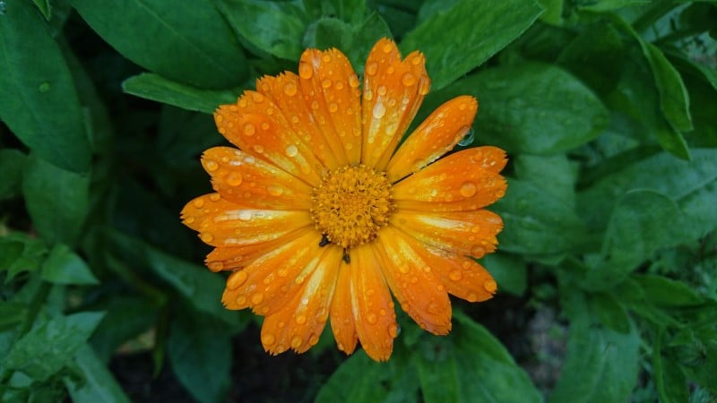 Calendula officinalis