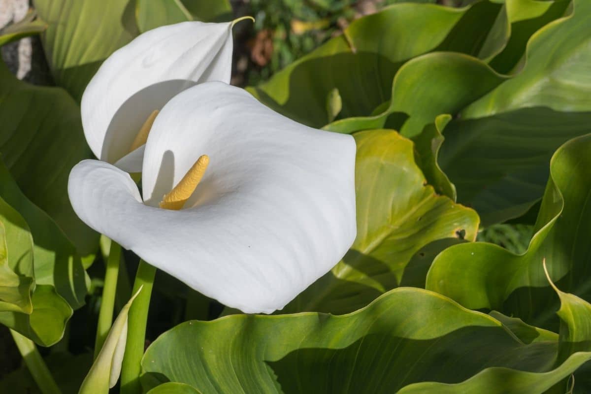 Types of deals calla lilies