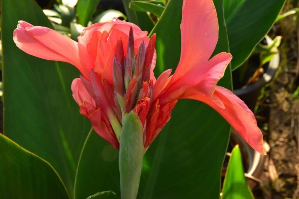 canna lily care