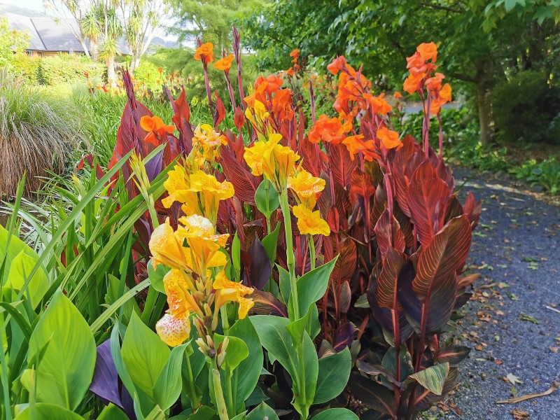 Do Canna Lilies Need Full Sun - Back Gardener