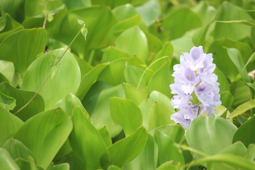 common water hyacinth