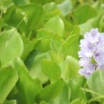 common water hyacinth
