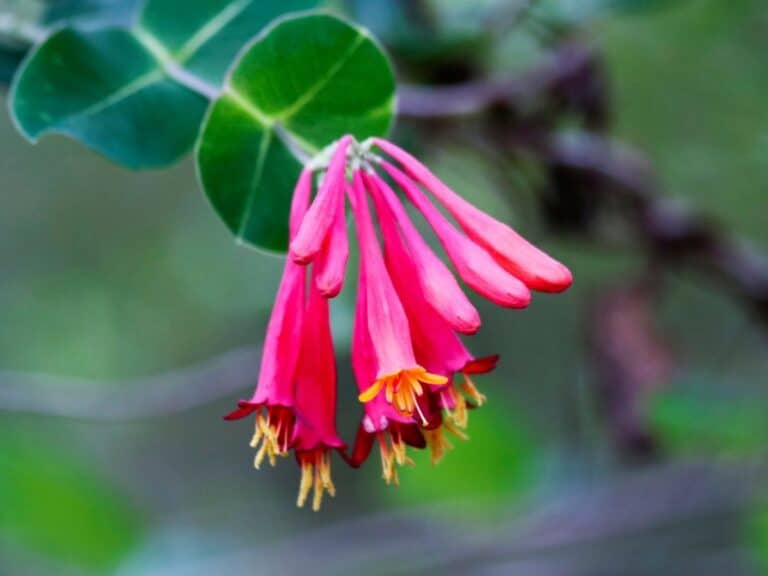 How To Grow And Care For Coral Honeysuckle Vine Lonicera Sempervirens   Coral Honeysuckle 768x576 