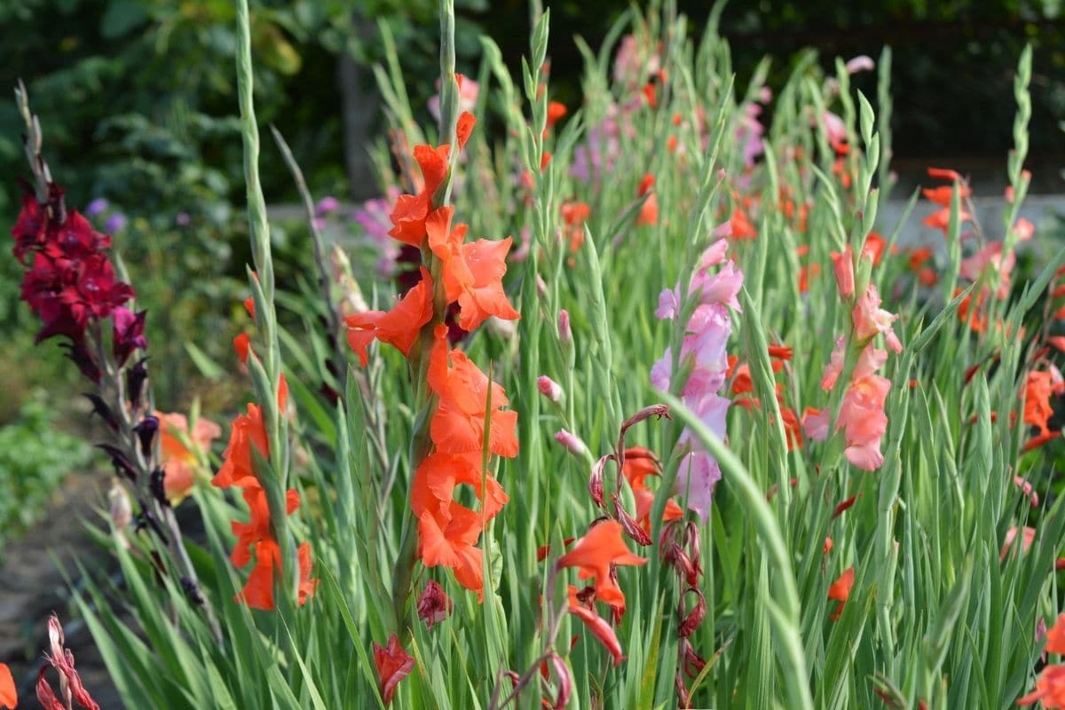 How to Grow and Care for Gladiolus Flower