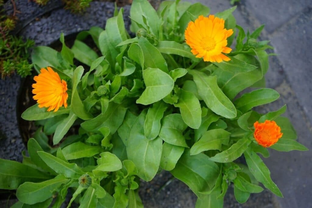 growing calendula