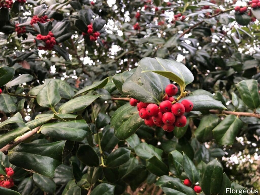 holly bushes