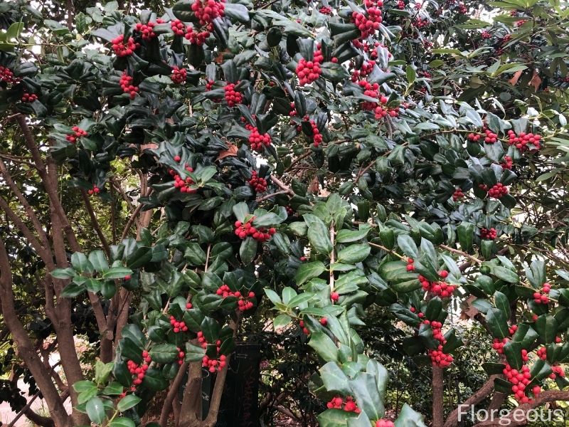 holly shrub