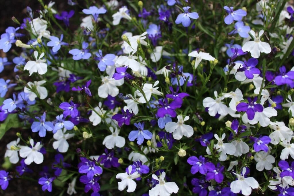 lobelia flower