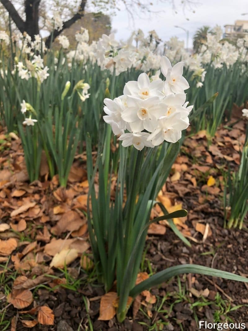 Paperwhite Narcissus (Narcissus papyraceus): Grow and Care | Florgeous