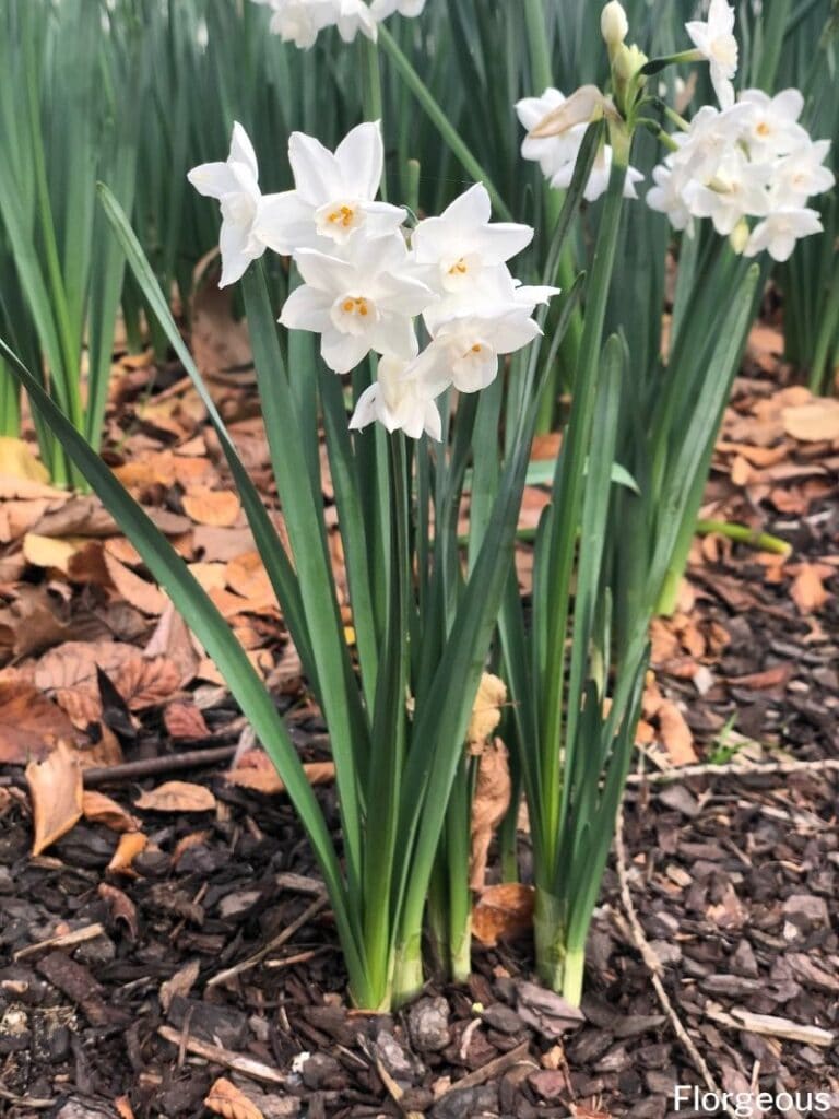 Narcissus papyraceus