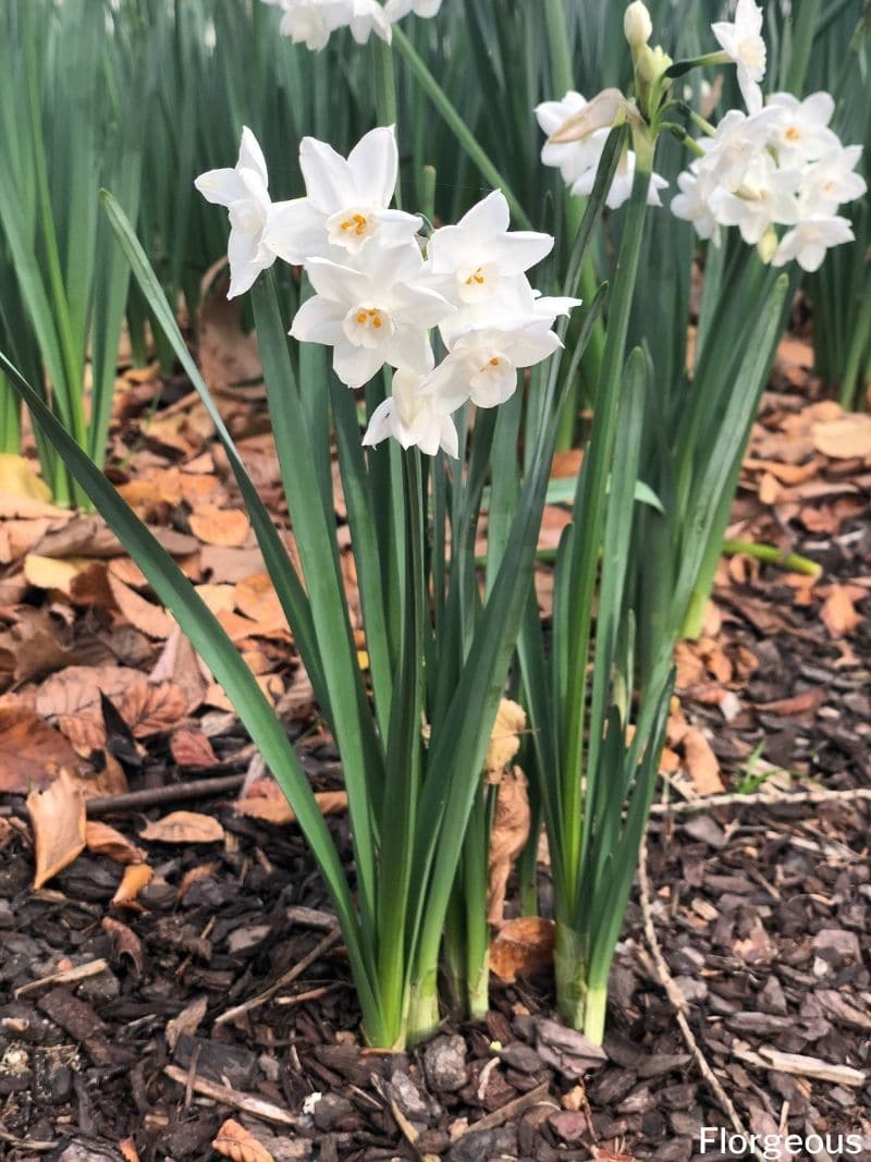 How to Plant, Grow, and Care for the Paperwhite Narcissus | Florgeous