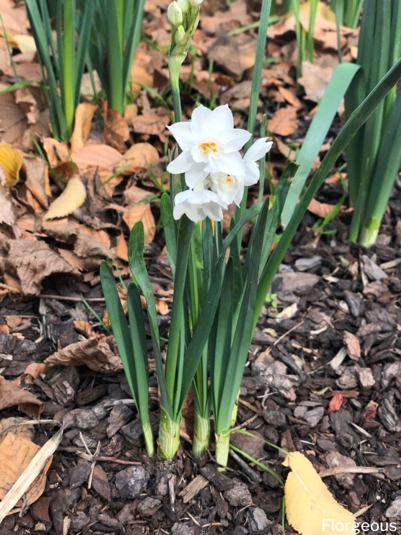 How To Plant, Grow, And Care For The Paperwhite Narcissus | Florgeous