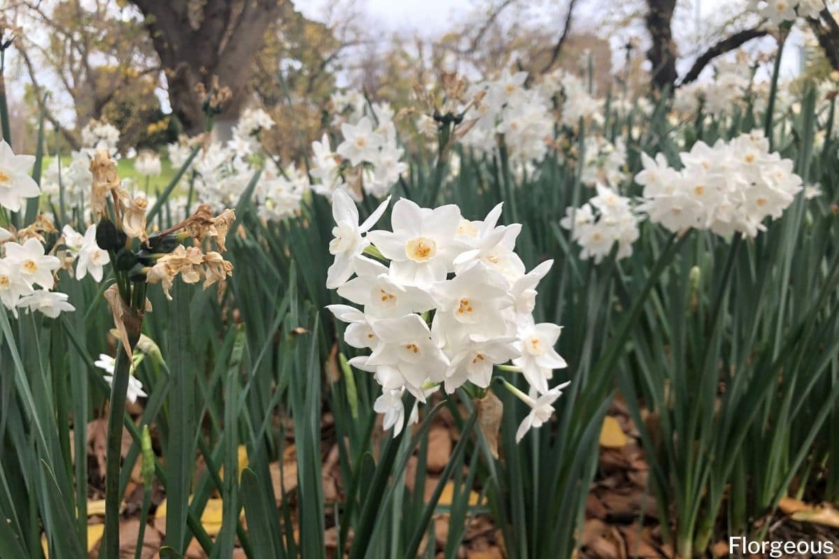 Paperwhite Narcissus (Narcissus papyraceus): Grow and Care | Florgeous