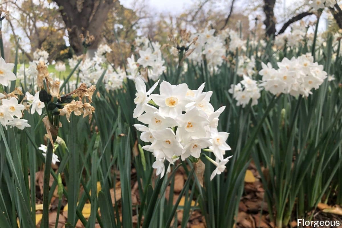 How to Plant, Grow, and Care for the Paperwhite Narcissus | Florgeous