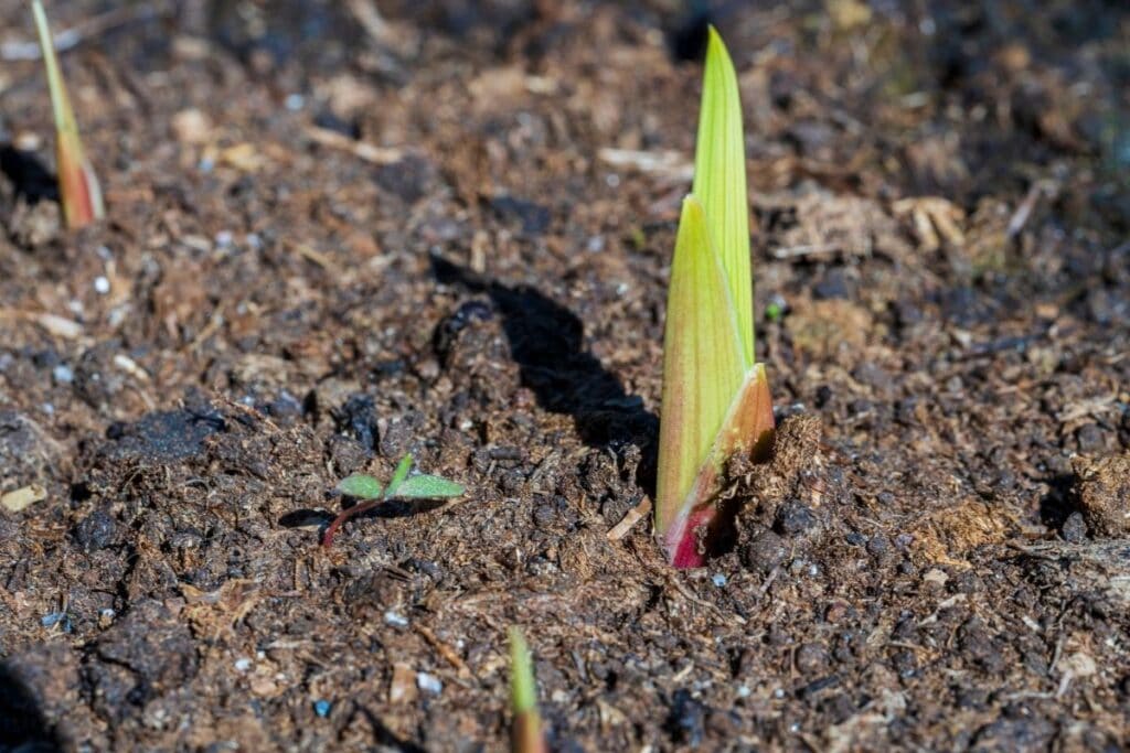 planting gladiolus bulbs