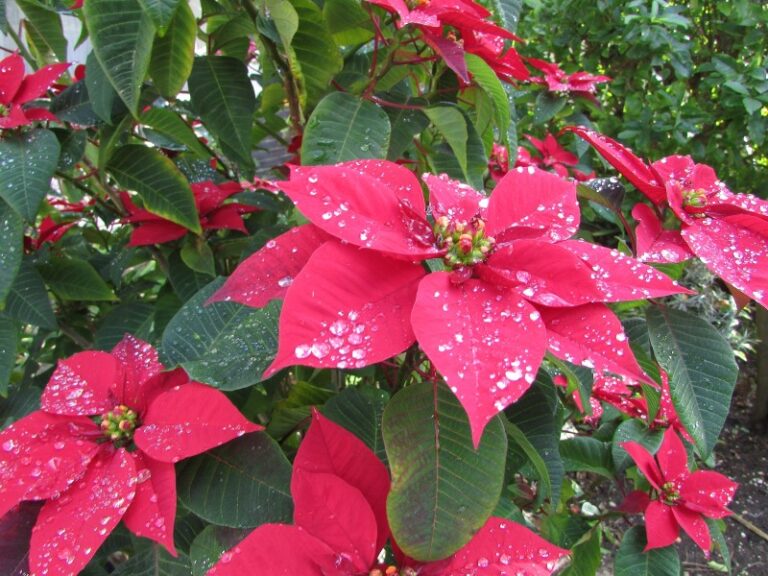 How to Grow and Care for Poinsettia Plant (Euphorbia pulcherrima
