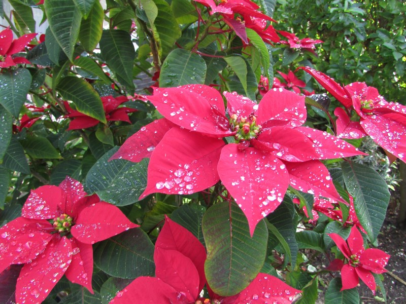 poinsettia flower