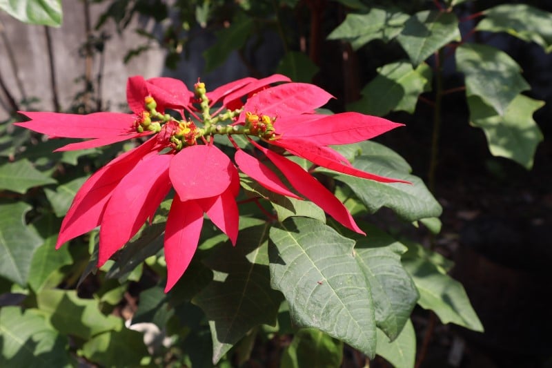 poinsettia plant