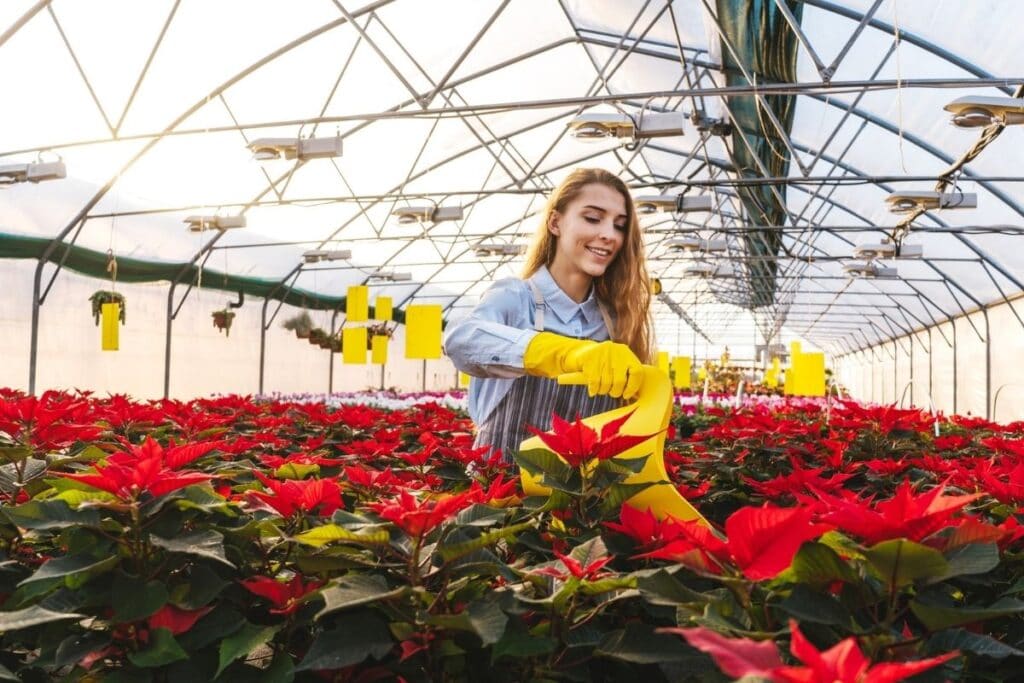 poinsettia plants