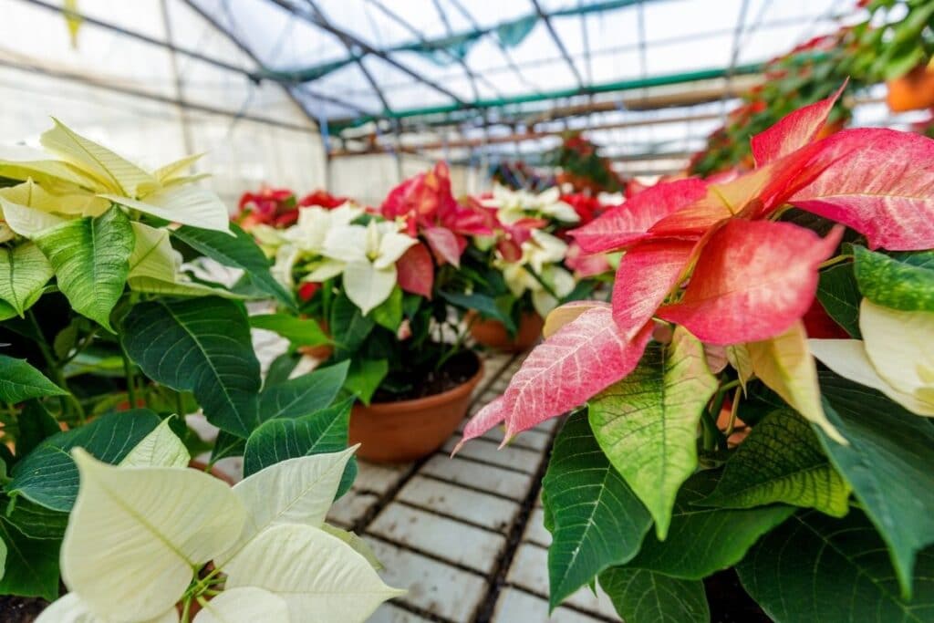 poinsettias