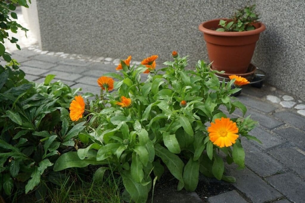 Pot marigold