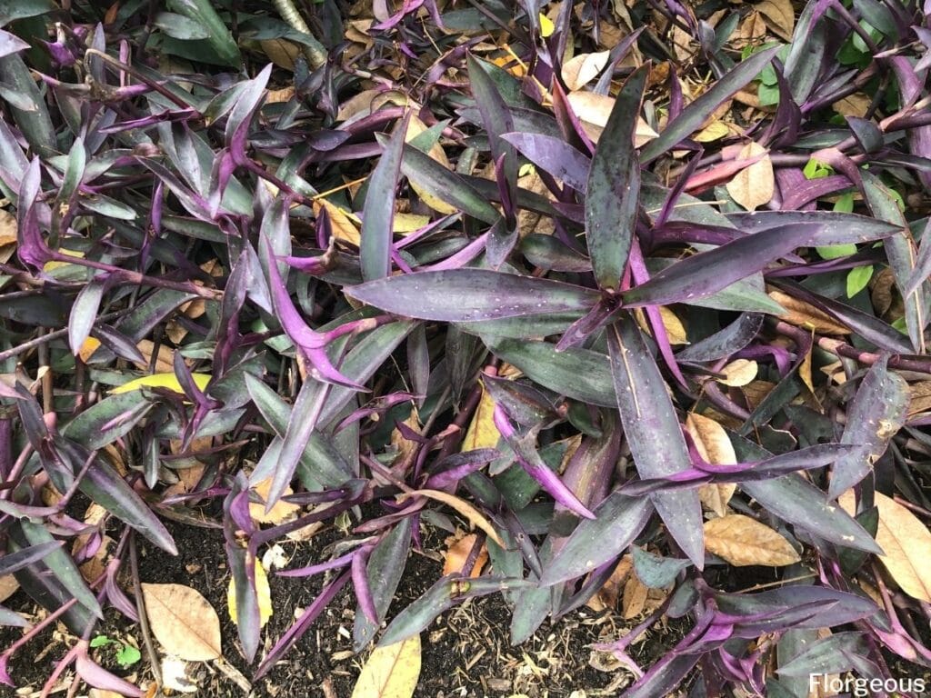 purple heart plant