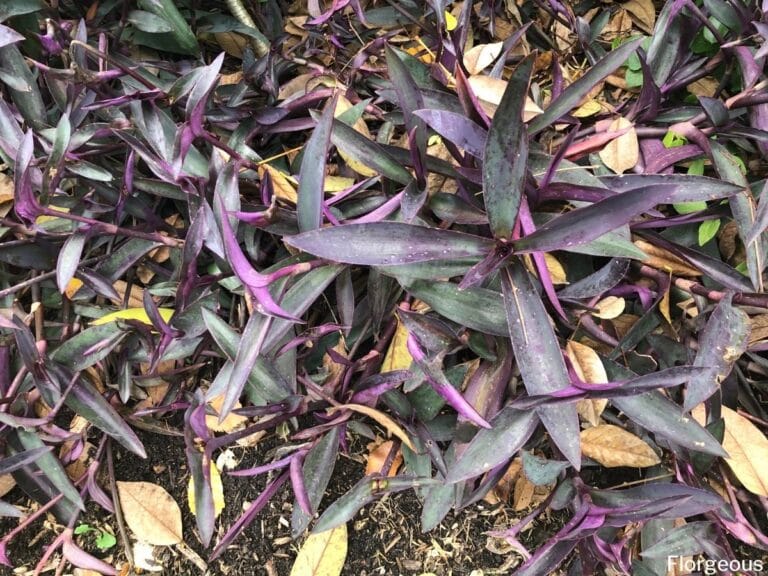 hanging purple heart plant hanging purple heart plant