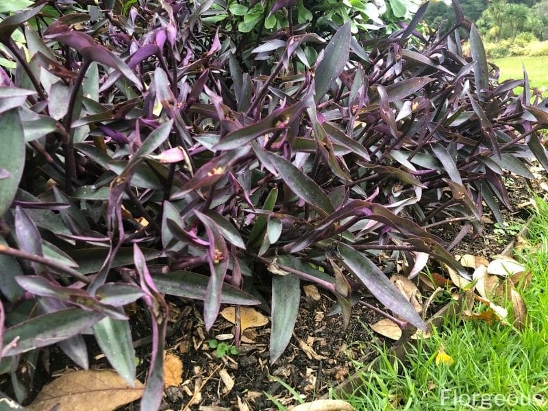 purple queen plant