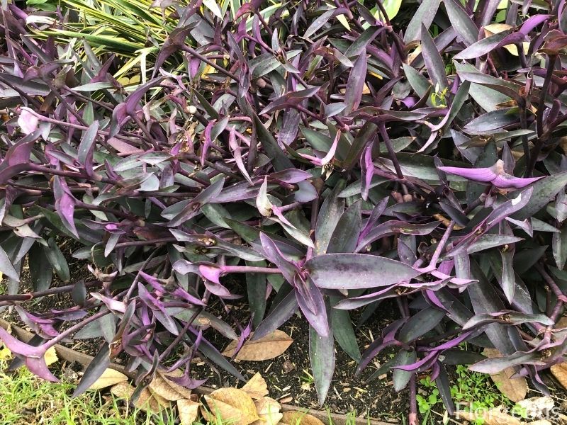 purple spiderwort